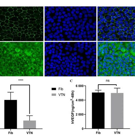 HESC RPE Matured Over 2 Weeks And Functional Proteins Secreted On