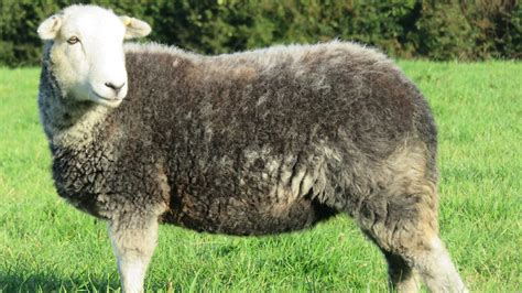 Meat from sheep: lamb, mutton and hogget - Country Smallholding