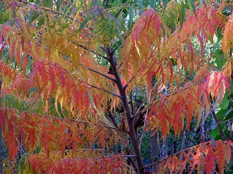 Rhus Typhina Gorini Piante