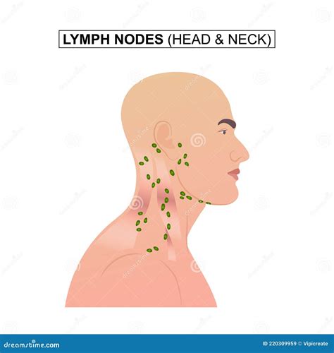 Lymph Nodes Neck Diagram