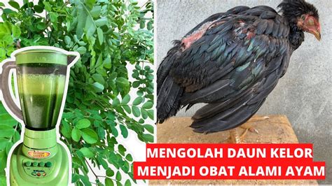 Terbaru Mengolah Daun Kelor Menjadi Obat Alami Ayam Kampung Youtube