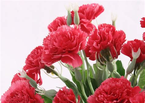 Красные цветы гвоздики - 61 фото