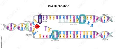 Dna Replication Diagram Dna Polymerase Enzyme Syntheses Synthesis Of Leading Strand And