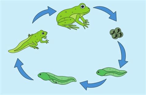 Fase Metamorfosis Pada Katak dari Telur Hingga Dewasa