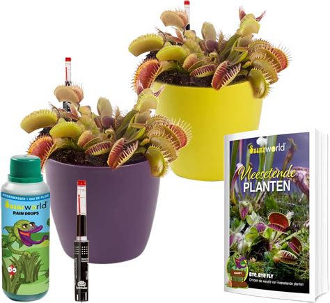 Swampworld Fleischfressende Pflanzen Starter Kit 2 Venusfliegenfalle