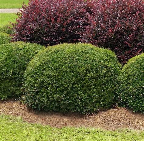 Ilex Vomitoria Stokes Dwarf