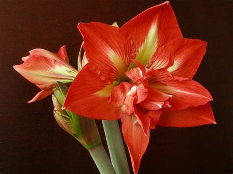 Amaryllis Red Hd Wallpaper Rare Gallery