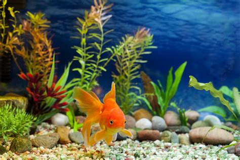 Popular Aquarium Fish Profiles