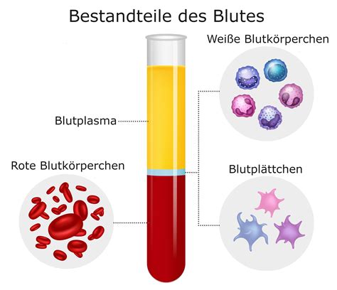 Innere Struktur Der Roten Blutkörperchen