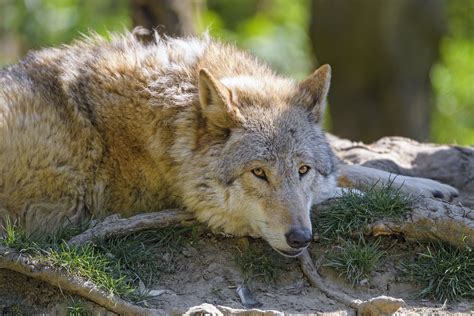 Relaxed Wolf Looking At Me A Photo On Flickriver