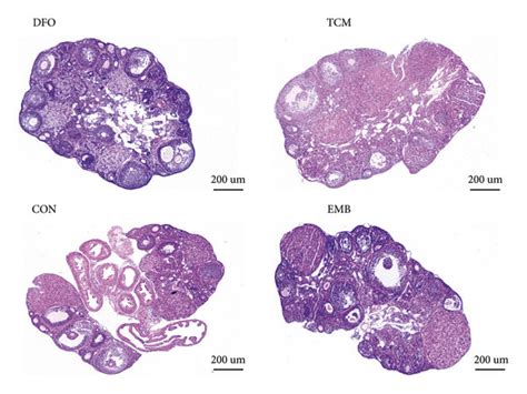 |Observation of follicle development in each group. | Download ...