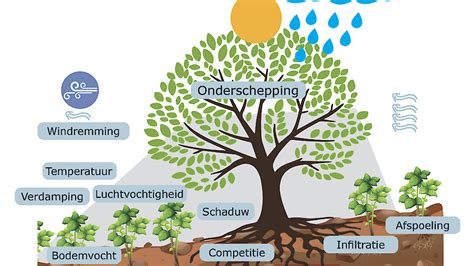 Nu Bomen Planten Voor Toekomstig Klimaat Ekoland Nl Nieuws En