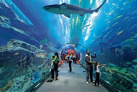 El Ahora Aquarium De Veracruz Reabre Sus Puertas Al Público Playaaldía