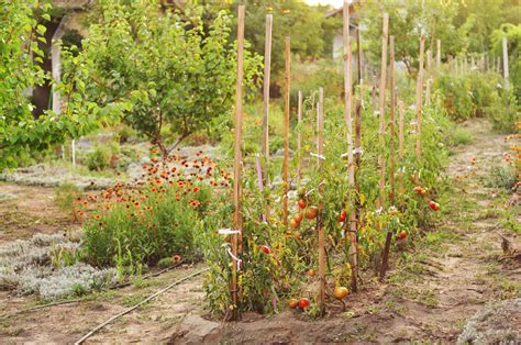 Quelles sont les étapes pour créer un potager verger en agroforesterie