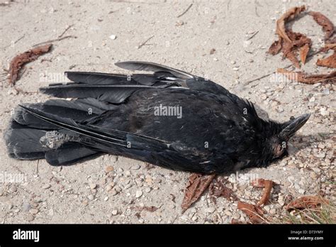 dead crow Stock Photo - Alamy