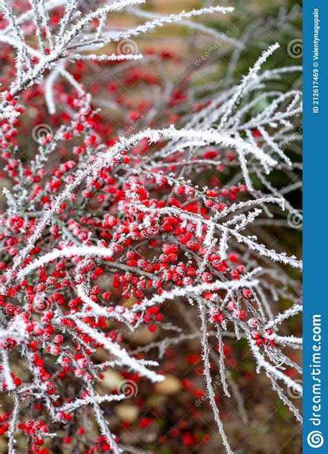 Beautiful Red Berries Cotoneaster Horizontalis Covered With Needles Of