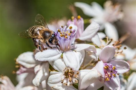 Kostenlose foto Natur Ast blühen Pflanze Fotografie Blume