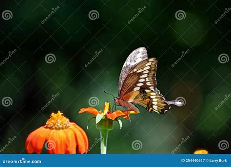 Giant Swallowtail Butterfly Papilio Cresphontes Feeding Stock Image