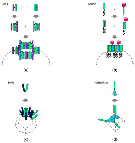 Ijms Special Issue Designer Biopolymers Self Assembling Proteins And Nucleic Acids 2020