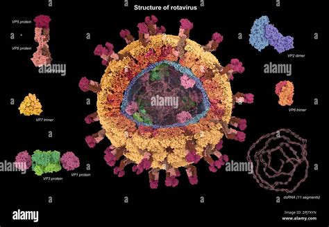 Estructura del rotavirus ilustración Fotografía de stock Alamy