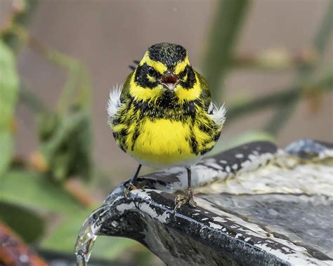 Townsend S Warbler Photograph By Maren Semler Fine Art America