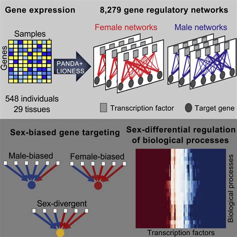 Sex Differences In Gene Expression And Regulatory Networks Across 29