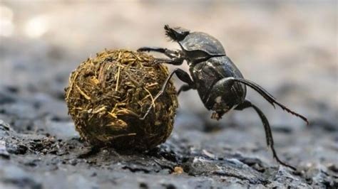 Why do dung beetles collect poop? - Kidpid