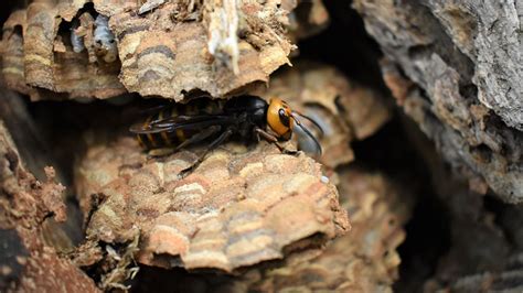 Murder hornets: Nest filled with nearly 1,500 insects destroyed in Washington - ABC7 New York