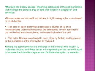 EPITHELIUM | PPT