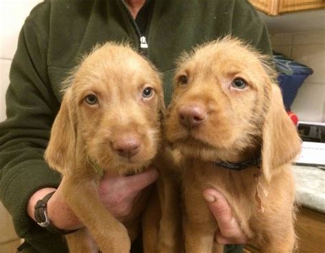 Wirehaired Vizsla Info, Temperament, Puppies, Pictures