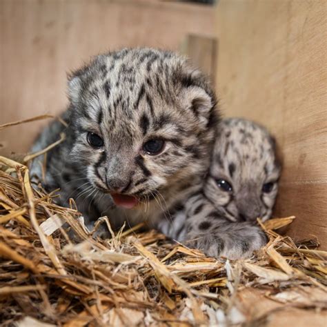 Two Endangered Snow Leopard Cubs Born The Big Cat Sanctuary