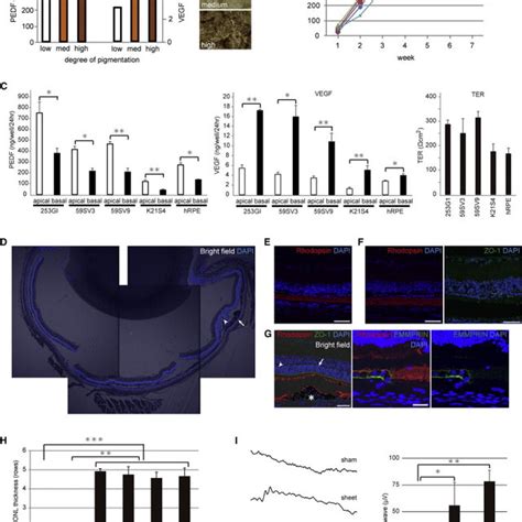 Generation Of Hipsc Rpe And Hipsc Rpe Cell Sheets From Hipscs