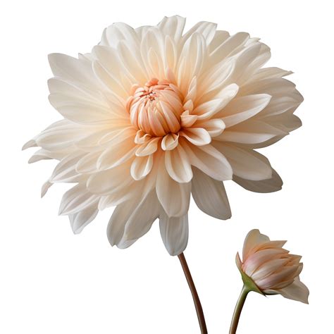 Chrysanthemum flower png Chrysanthemum png flower png beautiful flower
