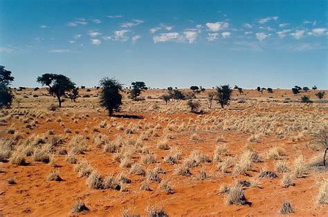 Kalahari Desert Plants - Kalahari Desert