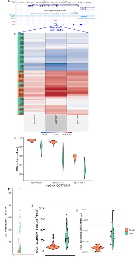 Differential Dna Methylation And Expression Of Ggt7 Between Males And