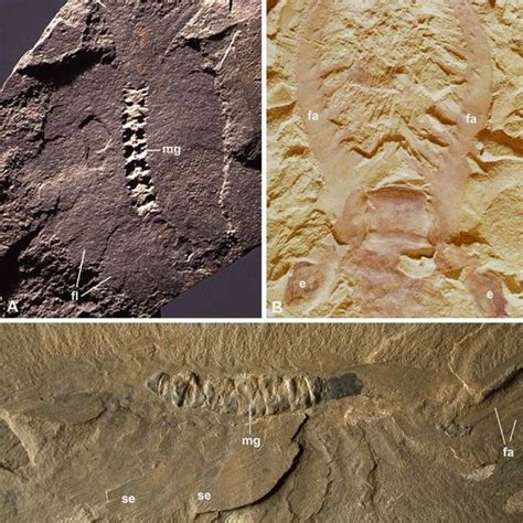 Lobopodians From The Early Cambrian Chengjiang Lagerstätte China