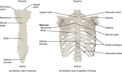 Chapter 7 Axial Skeleton Anatomy And Physiology Laboratory Manual For