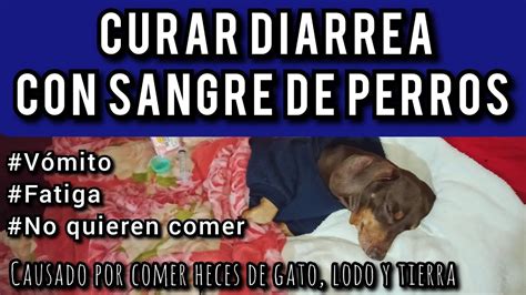 Como Curar Diarrea Con Sangre De Perros Vomito Fatiga Y No Quieren