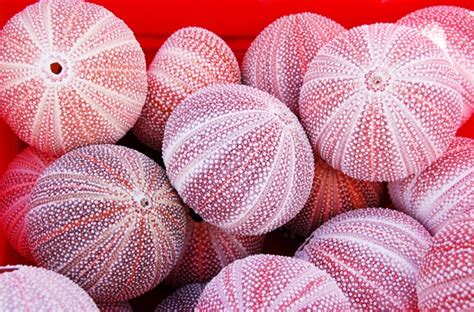 Pin By Mercer Byrd On Sea Urchin Purple Sea Urchin Urchin Sea Shells