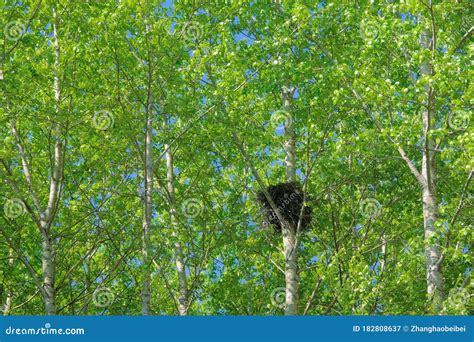 Magpie nest stock image. Image of summer, bird, wildlife - 182808637