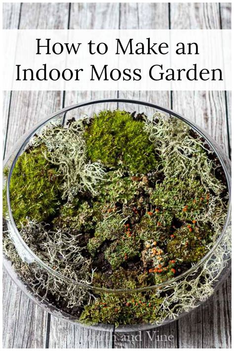 Create an Indoor Moss Garden - Natural Beauty in Your Home | Hearth and ...