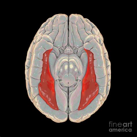 Brain Highlighting Fusiform Gyrus Photograph By Kateryna Kon Science