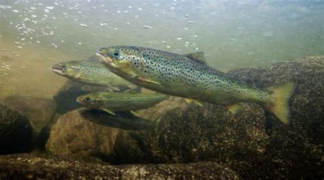 Wild Atlantic Salmon Returning to U.S. Rivers, Officials Say - Men's ...