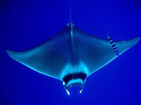 devil ray  raelynn grubbs