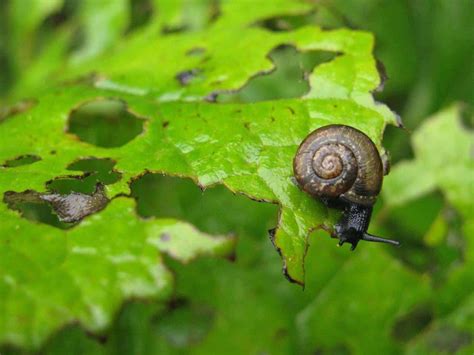 Snails vs. Slugs, Explained for Gardeners - Gardening Channel