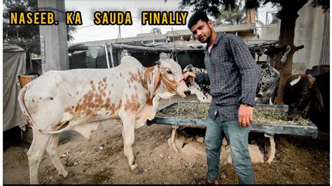 Ek Aur Janwar Le Liya Qurbani Ke Liye Cow Mandi Karachi Youtube