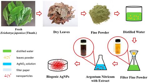 Green Biosynthesis Of Silver Nanoparticles Using Eriobotrya Japonica