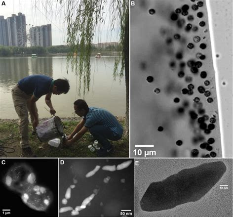 李金华等 Science Advances：发现趋磁细菌细胞内非晶质二氧化硅颗粒 腾讯新闻