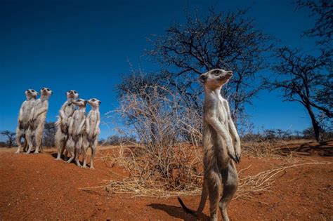 National Geographics Best Animal Photos Of 2021 By International