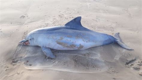 Embusca da Noticia Boto cinza é encontrado morto na Barra dos Coqueiros